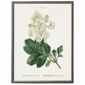 White Hydrangea Flower on White Background Framed Wall Art 