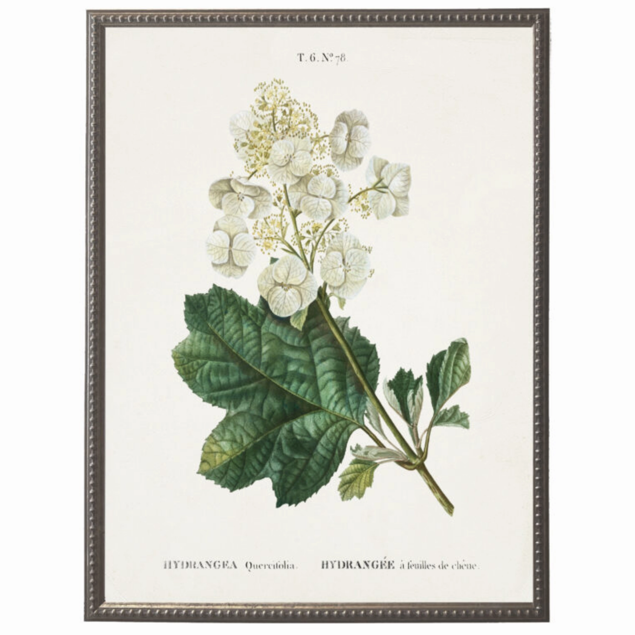 White Hydrangea Flower on White Background Framed Wall Art 