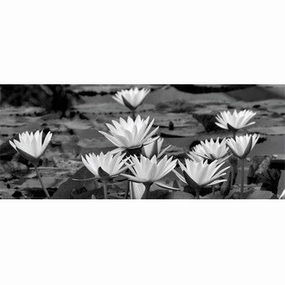 White Innocence Water 