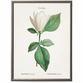 White Magnolia Flower on White Background Framed Wall Art 