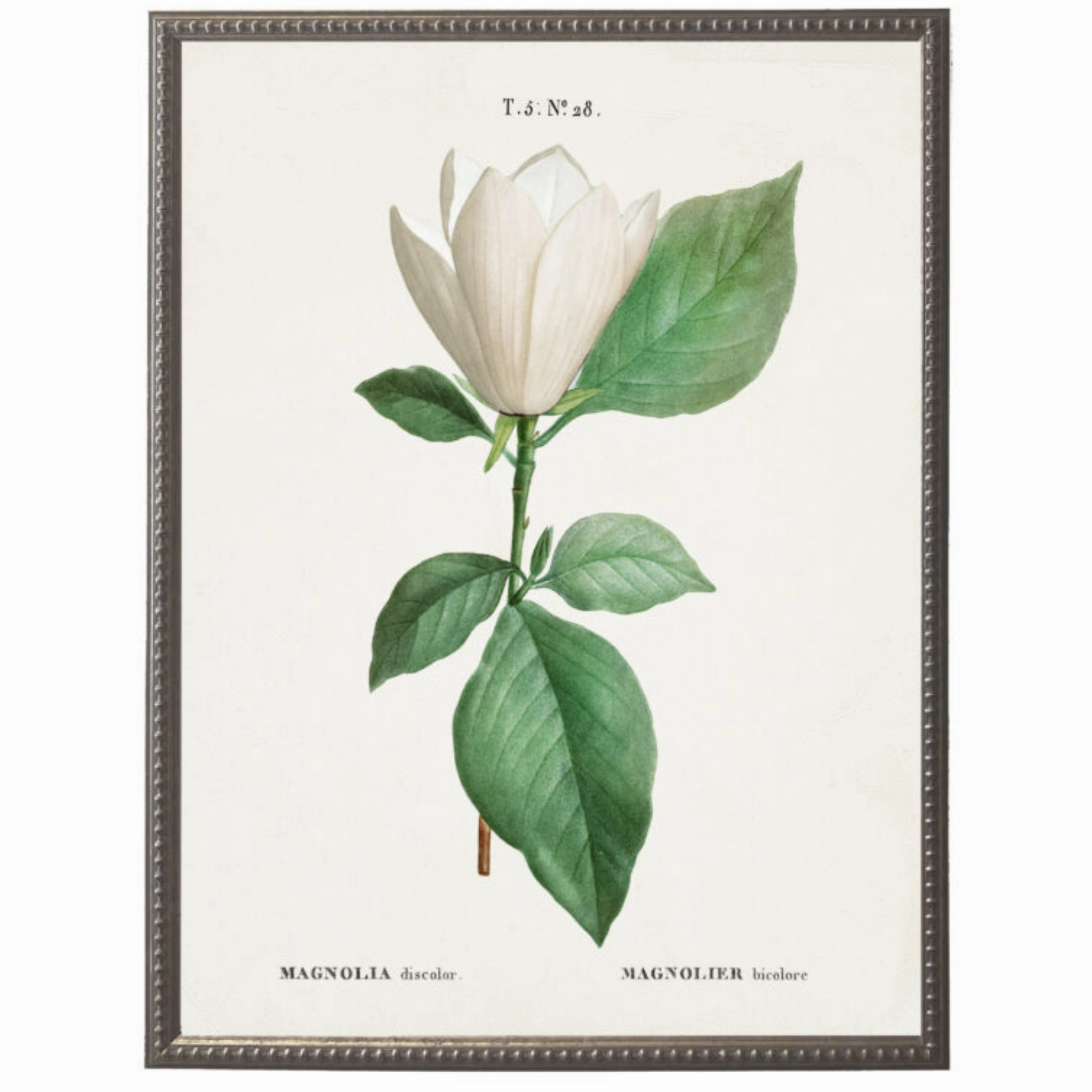 White Magnolia Flower on White Background Framed Wall Art 