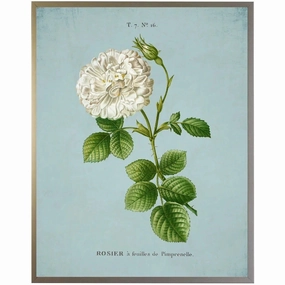 White Rose on Blue Framed Wall Art 
