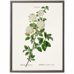 White Spirea Flower on White Background Framed Wall Art 