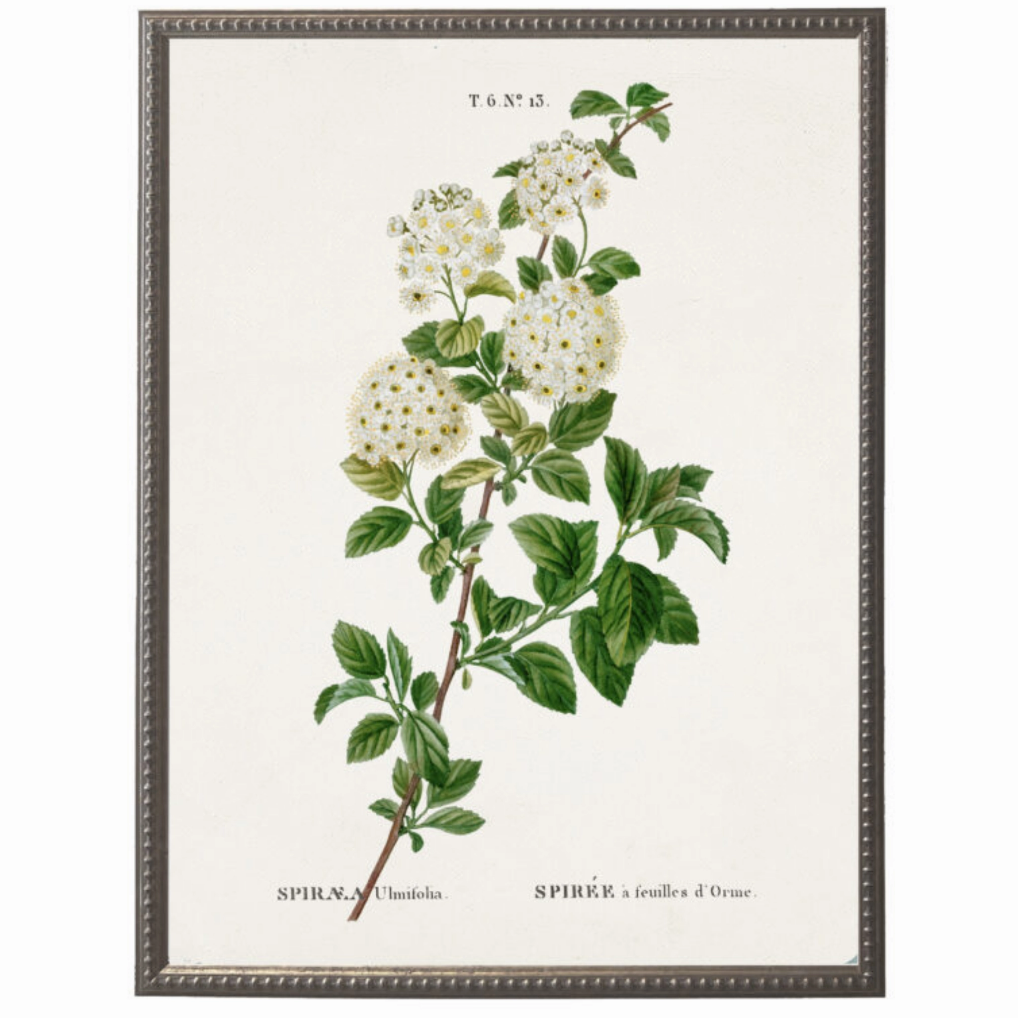 White Spirea Flower on White Background Framed Wall Art 