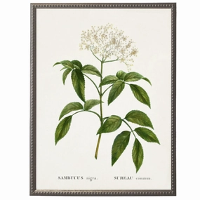 White Surreau Flower on White Background Framed Wall Art 