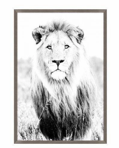 Wild Calling Lion Framed Wall Art 