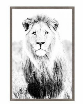 Wild Calling Lion Framed Wall Art 