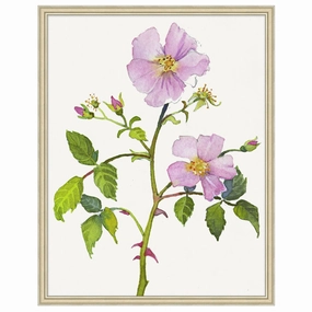 Wild Rose 1 Framed Wall Art 