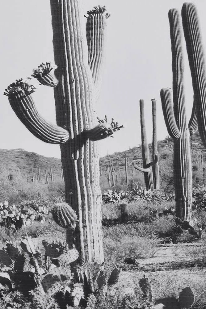 Wild West Cactus Art Print