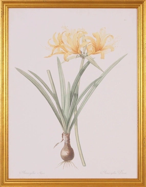 Yellow Amaryllis Lithograph Botanical Wall Art in Gold Wood Frame 