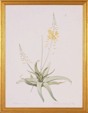 Yellow Anthericum Botanical Lithograph Wall Art in Gold Wood Frame 