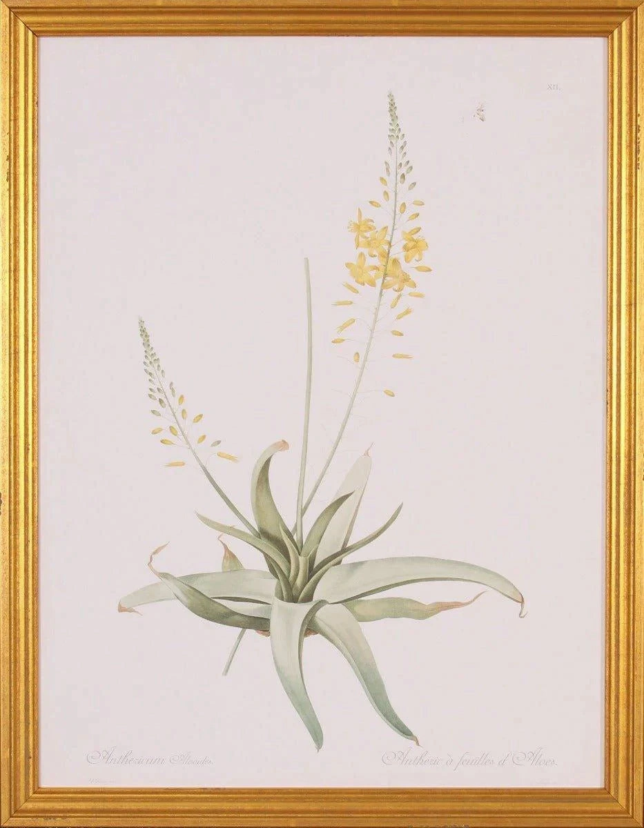 Yellow Anthericum Botanical Lithograph Wall Art in Gold Wood Frame 