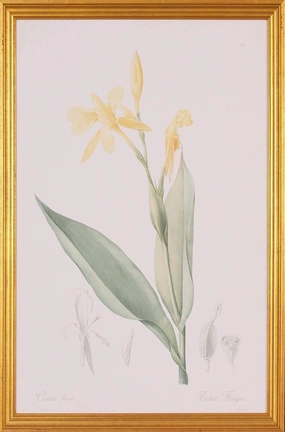 Yellow Canna Botanical Lithograph Wall Art in Gold Wood Frame 