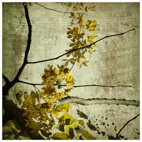 Yellow Kerala Blossoms 
