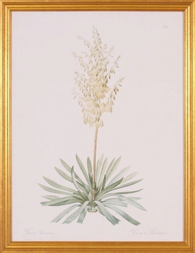 Yuca Flower and Plant Botanical Wall Art in Gold Wood Frame 