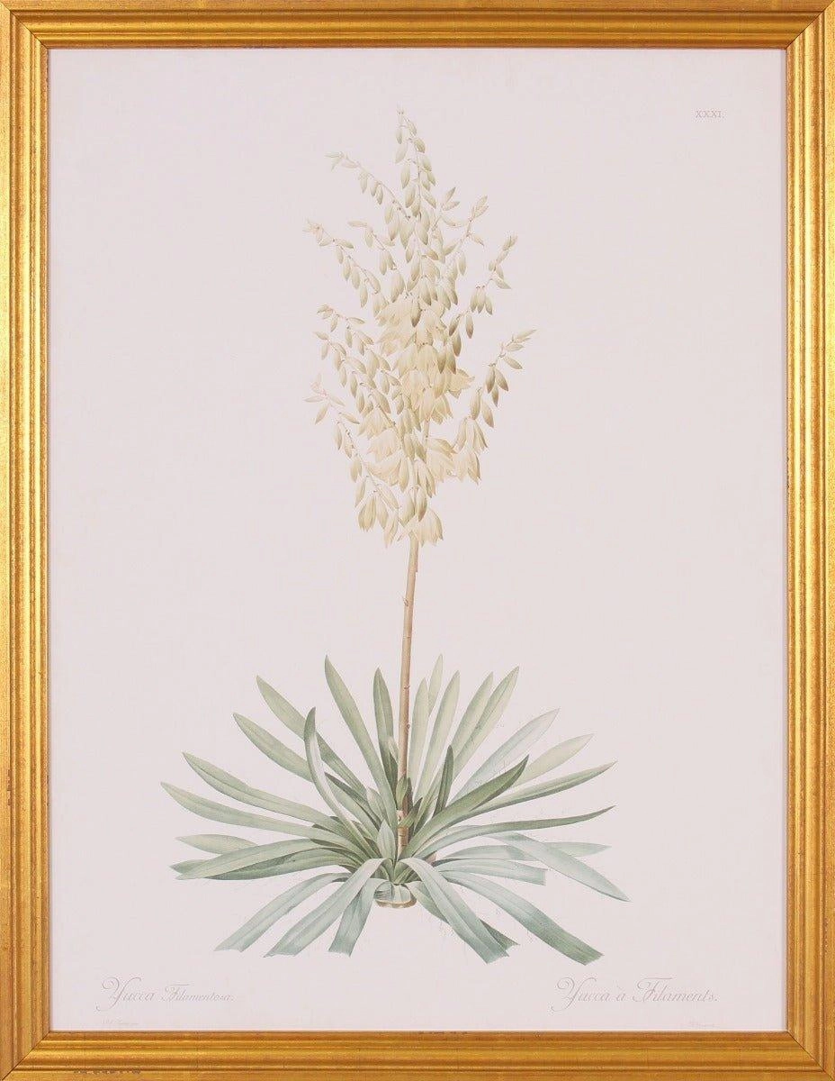 Yuca Flower and Plant Botanical Wall Art in Gold Wood Frame 