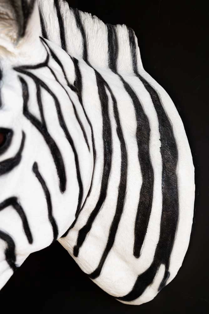 Zebra Head Wall Art