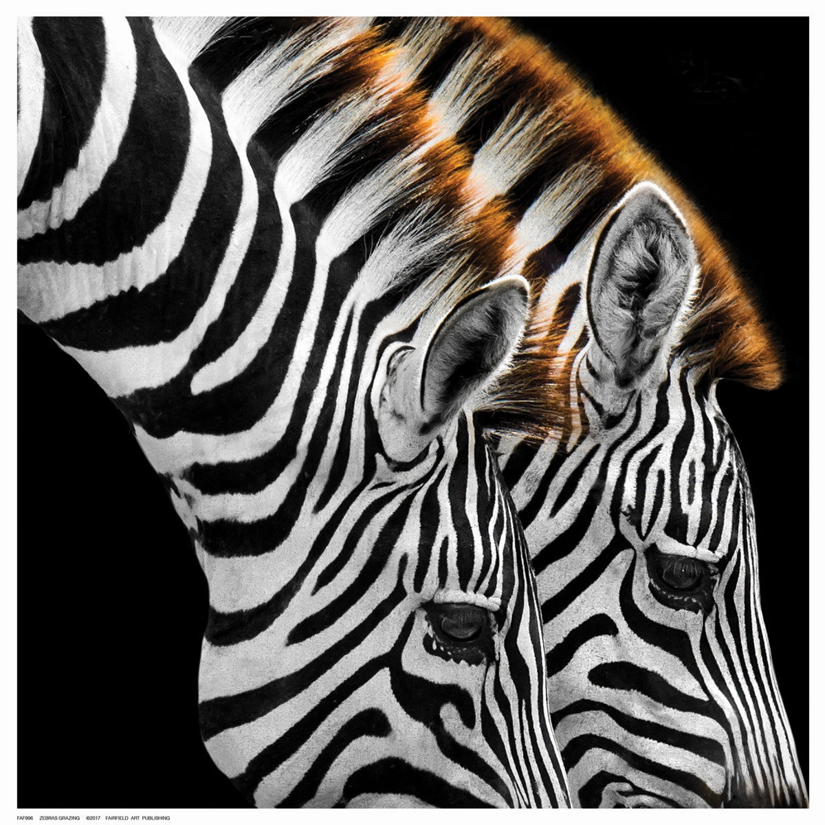 Zebras Grazing 