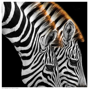Zebras Grazing 